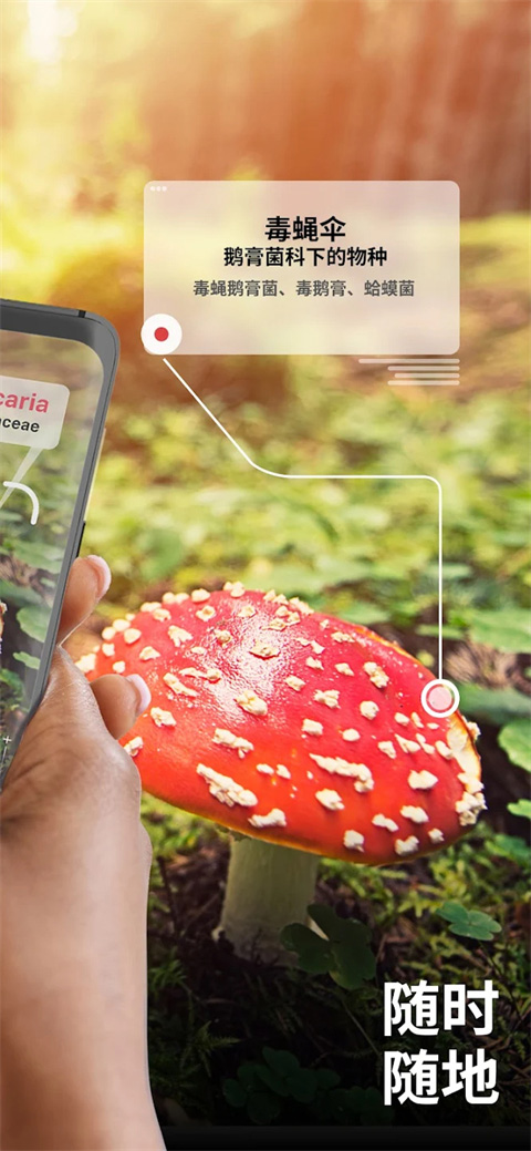 蘑菇识别扫一扫app（Picture Mushroom）截图2