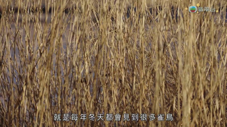 全聚合电视tv版截图1