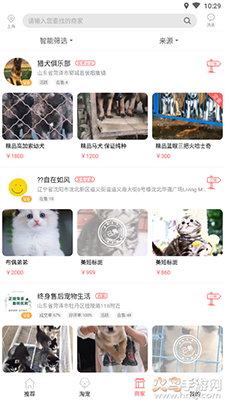 淘宠网app宠物猫狗交易平台截图4