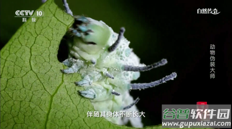 球迷直播tv电视版截图3