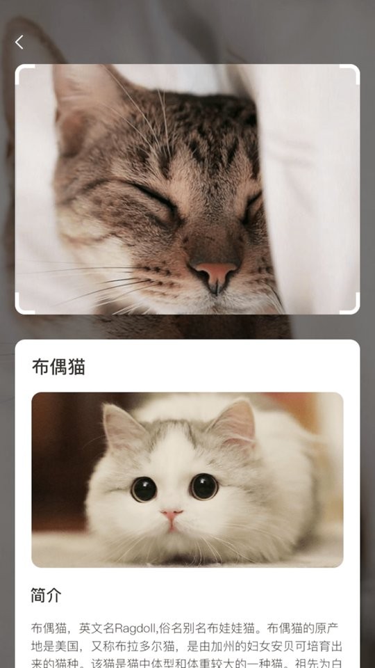 云养猫最新版截图1
