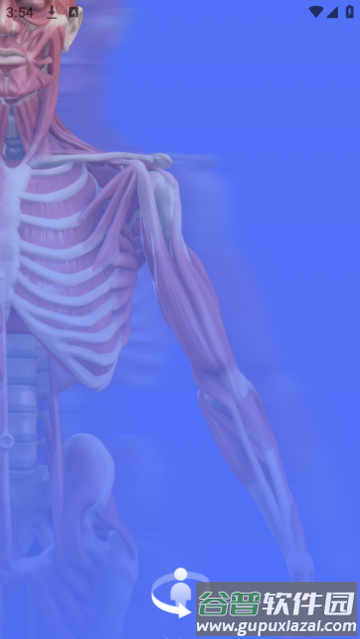 人体3d解剖图谱3d模型