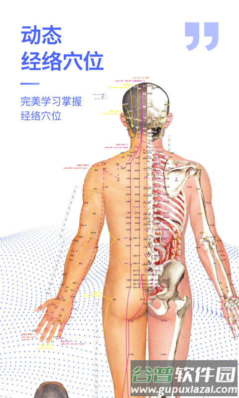 人体3d解剖图谱3d模型截图4