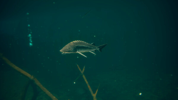 终极钓鱼模拟2手机版截图4