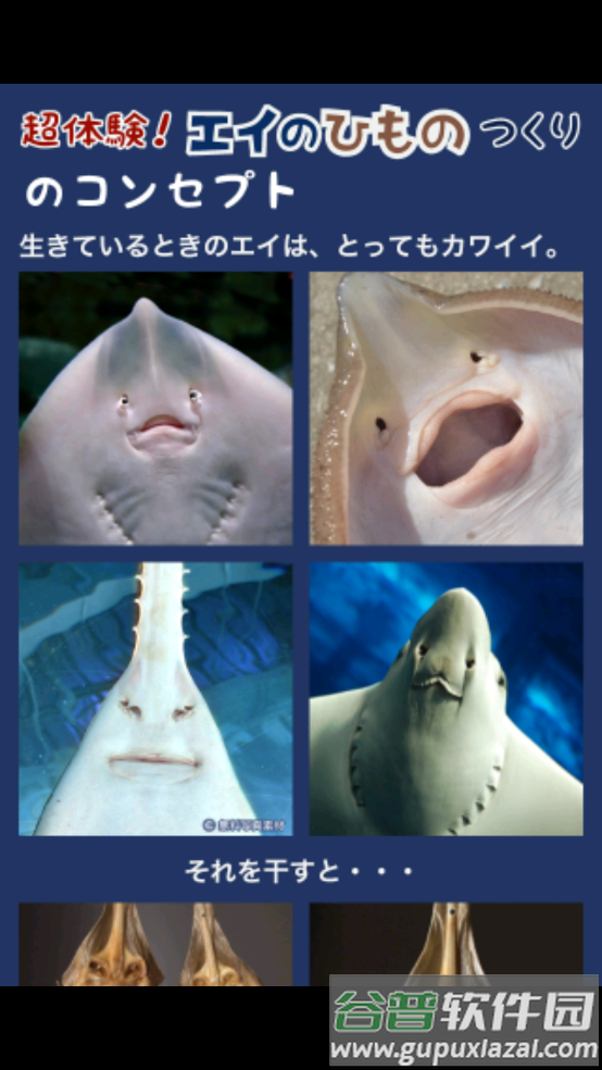 超体验晒鱼游戏(えいのひもの)截图4