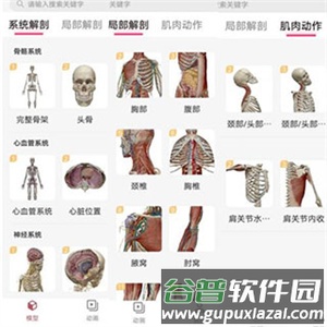 3Dbody艺用3
