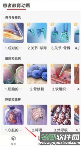 3Dbody艺用6