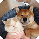 萌趣猫狗翻译器appv1.2.6