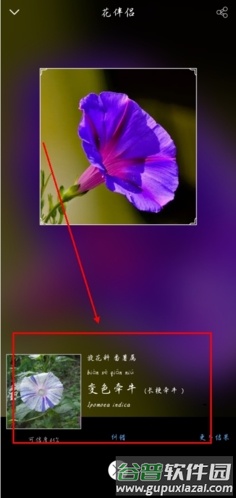 花伴侣app怎么才可以把识别过的花保存图片1