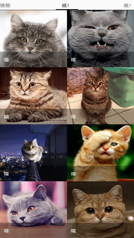 猫猫狗狗翻译器app截图1