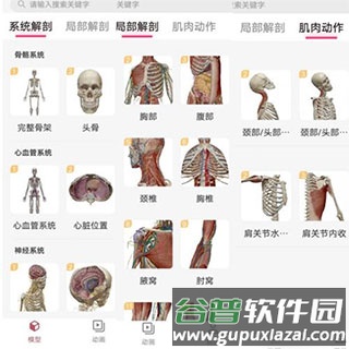 3dbody解剖免费版3