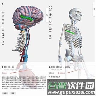 3dbody解剖免费版4
