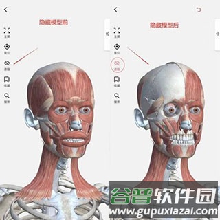 3dbody解剖免费版5