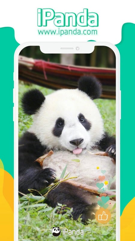 ipanda熊猫频道24小时直播app截图2