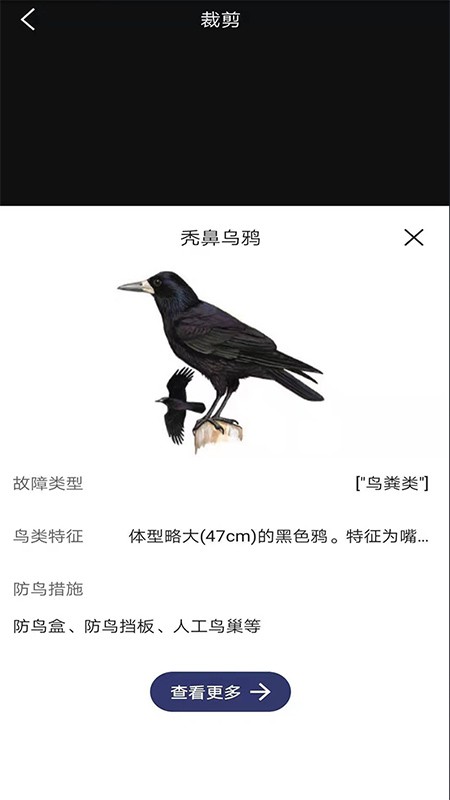 图音识鸟app截图1