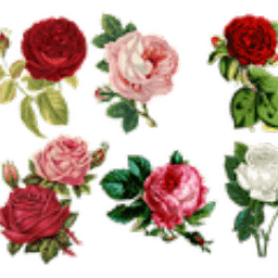 随心壁纸app免费下载-随心壁纸安卓版 v1.0