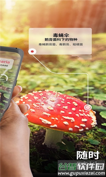 蘑菇识别助手(Picture Mushroom)截图1