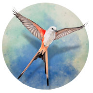 展翅翱翔桌游手机版(Wingspan)v1.5.546