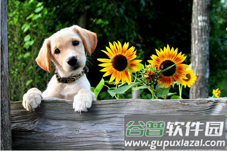 养犬执法APP