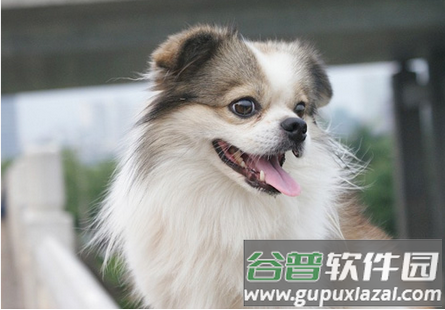 养犬执法APP