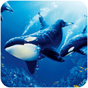 虎鲸模拟器下载(The Killer Whale)v1.0.9