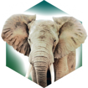 方舟动物园桌游安卓版v1.0.0