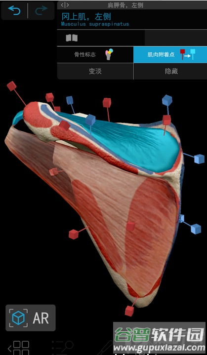 2026人体解刨学图谱Atlas截图2