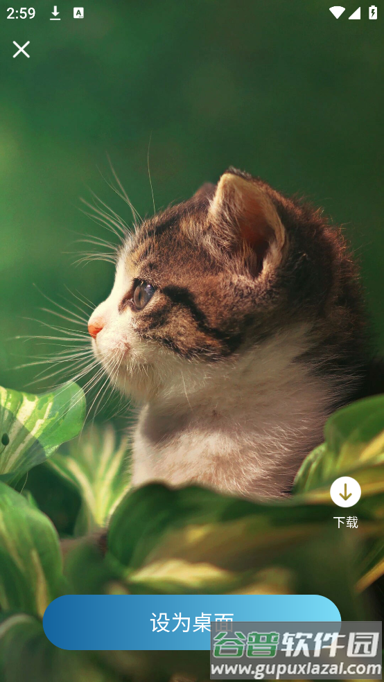 飞羽壁纸高清app截图4