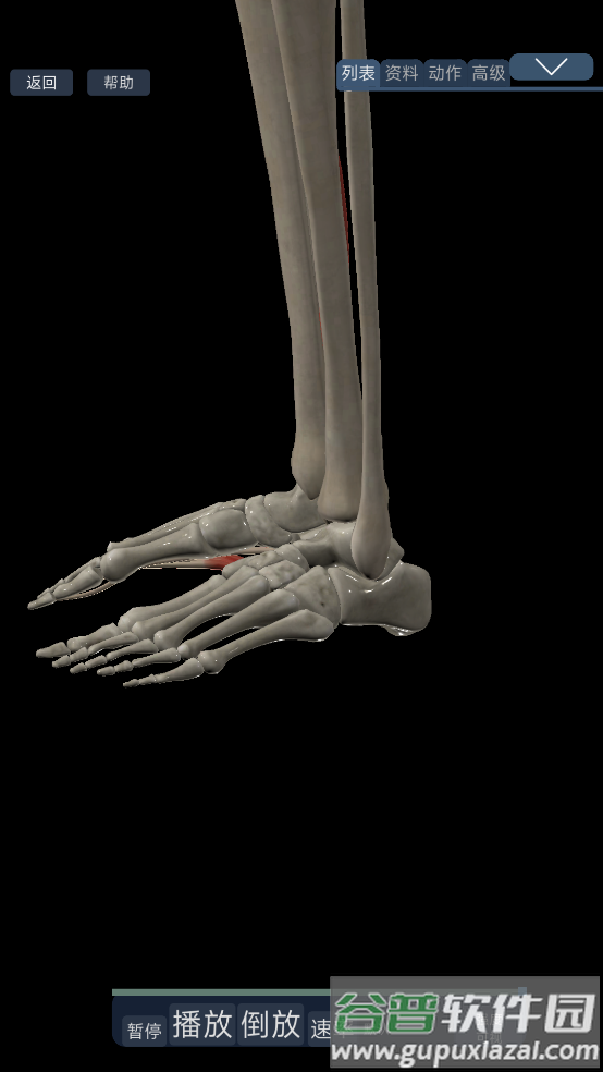 3d运动解剖下载手机版截图4