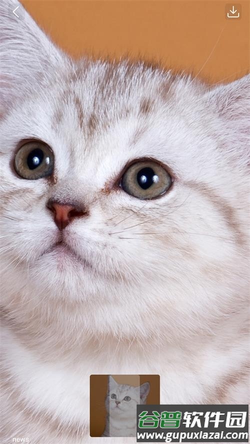 芒果壁纸app手机最新版截图6