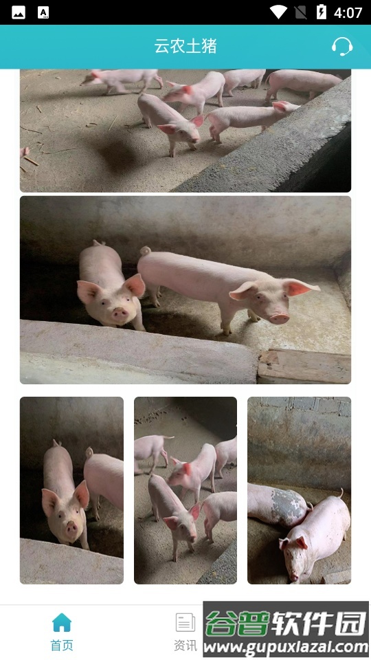 云农土猪APP截图3