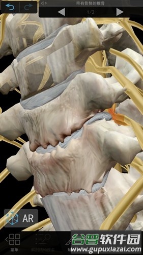 肌肉与运动机能学app截图4