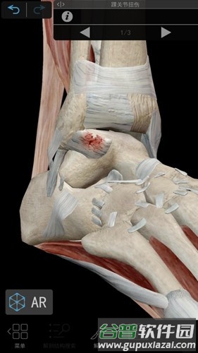 肌肉与运动机能学app截图6