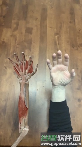 肌肉与运动机能学app截图8