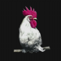 鸡盒appv1.4.0