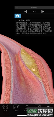 生理和病理学手机版截图2