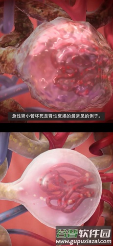 生理和病理学手机版截图3