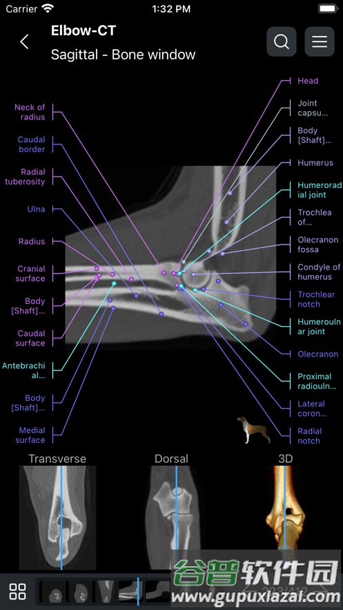 vet anatomy2025宠物截图1