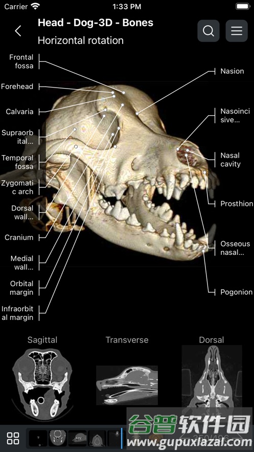 vet anatomy2025宠物截图2