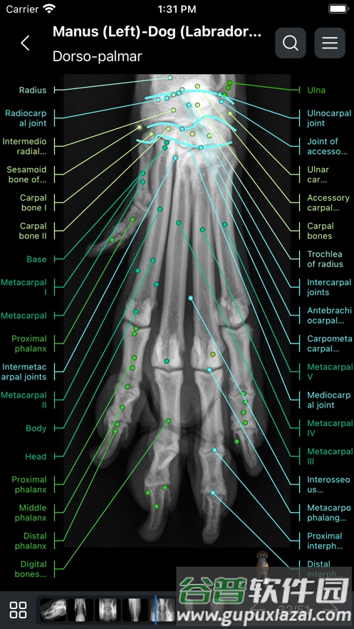 vet anatomy2025宠物截图3