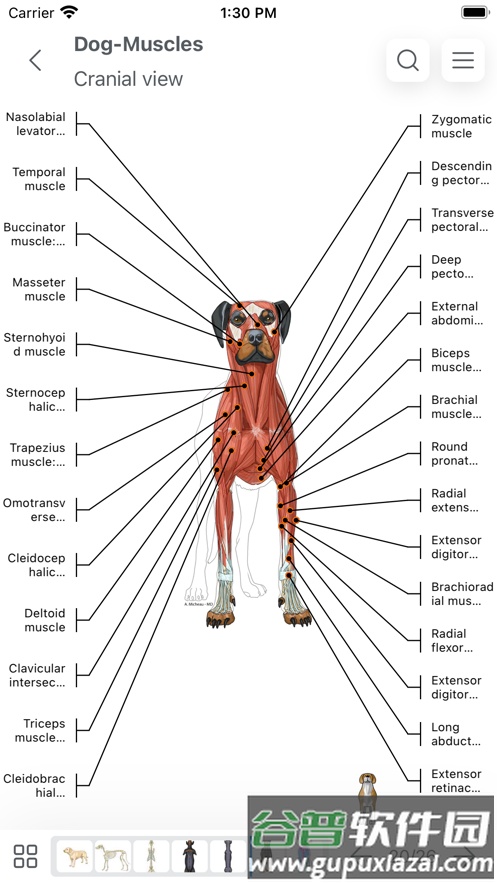 vet anatomy2025宠物截图5