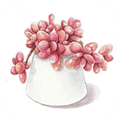 多肉花草日记app最新版v1.9