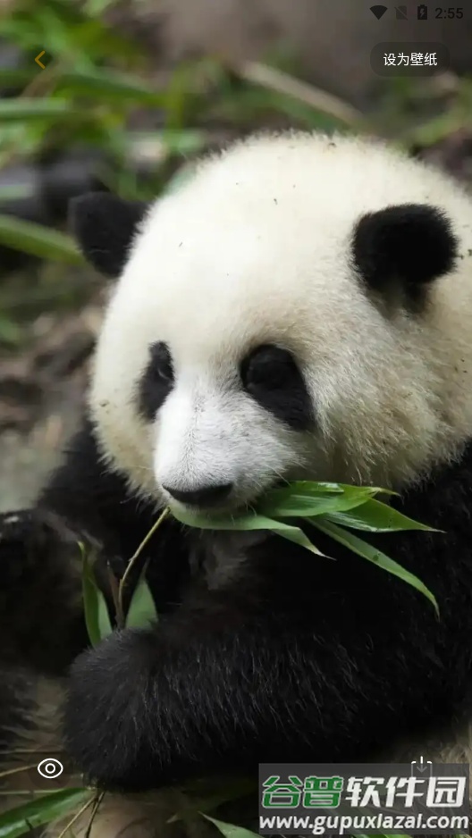 景深壁纸官方版截图5