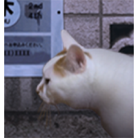 翌日猫之怪奇谭手游v1.0