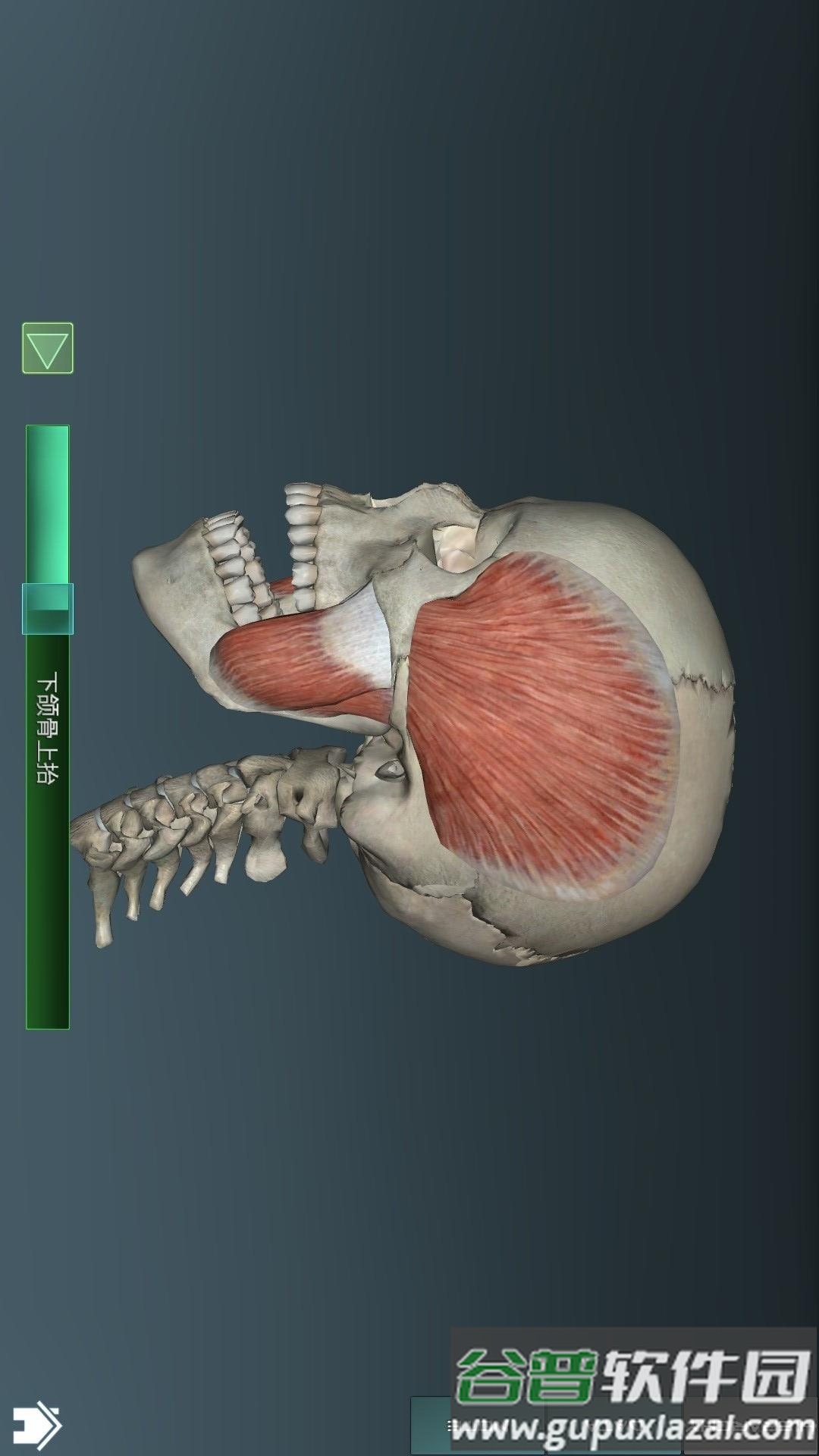 人体解剖学图集app截图1