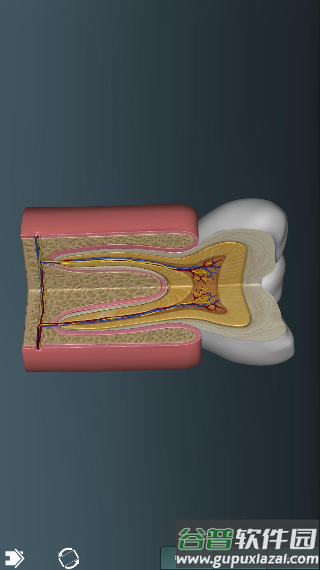 人体解剖学图集app截图2