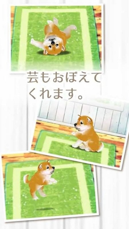 柴犬育成游戏截图3