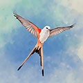 展翅翱翔安卓版v1.5.546