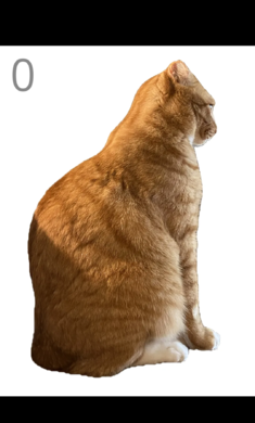 给猫梳毛手游截图3