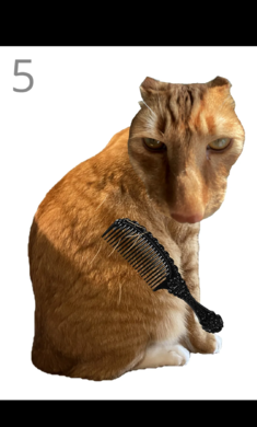 给猫梳毛手游截图4